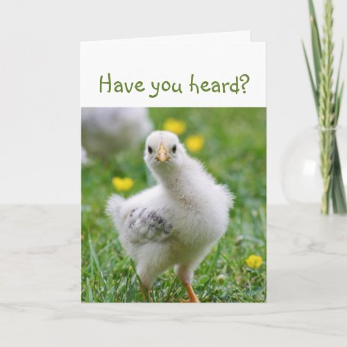 Have you heard  Cute Chick Announcement