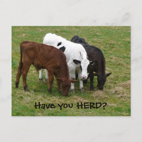 Have you HERD Three Cows Postcard