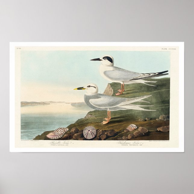 Havell's Tern and Trudeau's Tern by Audubon Poster (Front)