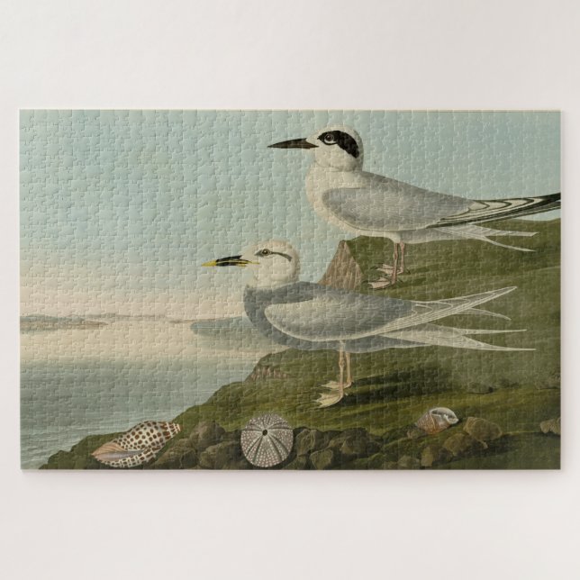 Havell's & Trudeau's Tern Audubon Birds of America Jigsaw Puzzle (Horizontal)