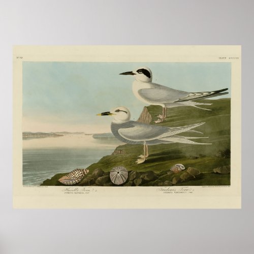 Havells  Trudeaus Tern Audubon Birds of America Poster