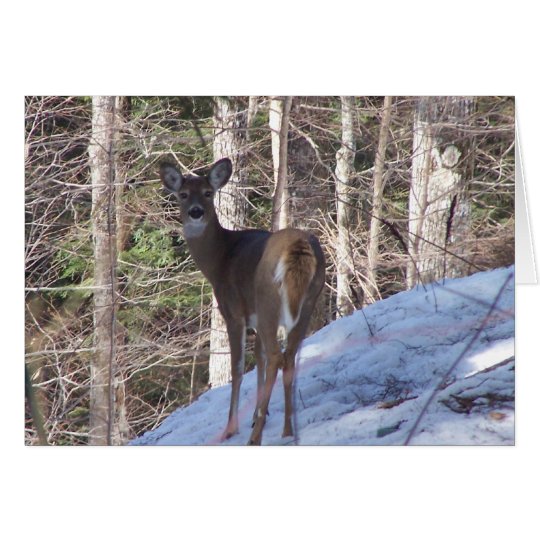 HAVENWOODDEER-3-2010 007 CARD