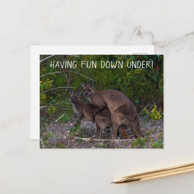Having Fun Down Under Kangaroo Australia Postcard (Front/Back In Situ)