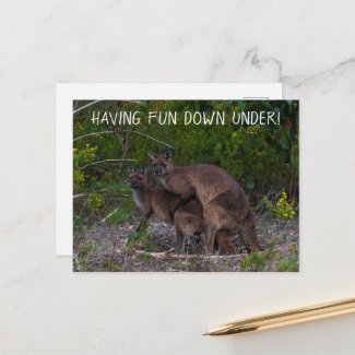 Having Fun Down Under Kangaroo Australia