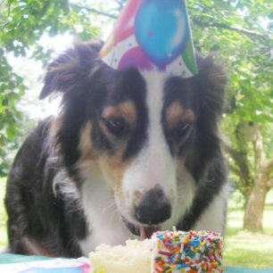 "Having Your Cake and Eat it Too!" Holiday Card