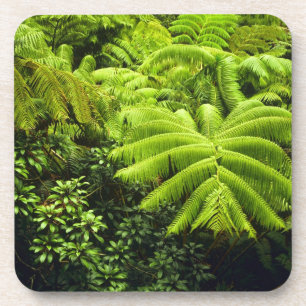 Hawaii, Big Island, Lush tropical greenery in 2 Drink Coaster