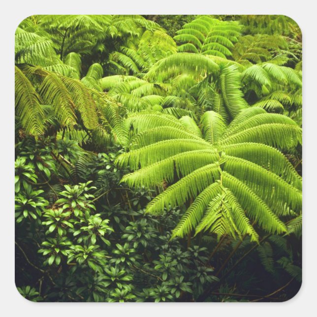 Hawaii, Big Island, Lush tropical greenery in 2 Square Sticker (Front)