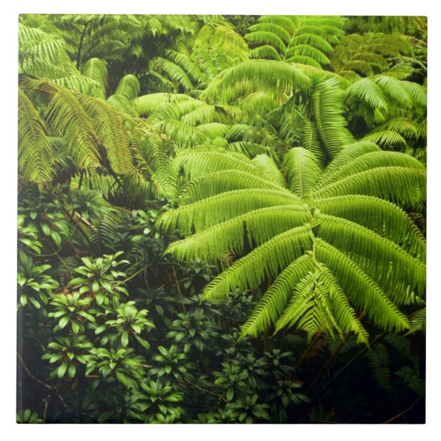 Hawaii, Big Island, Lush tropical greenery in 2 Tile (Front)