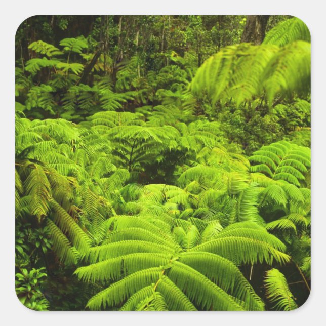 Hawaii, Big Island, Lush tropical greenery in Square Sticker (Front)