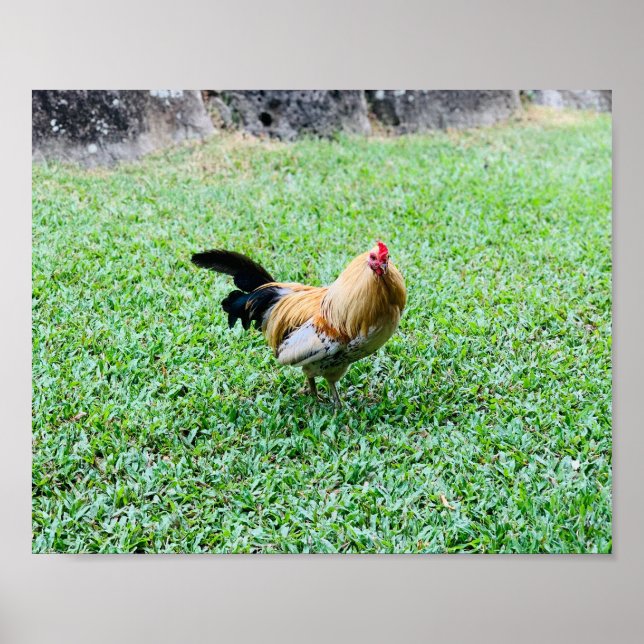 hawaii chicken hen photo poster (Front)