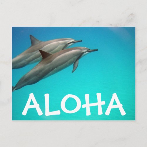 Hawaii Dolphins Post Card