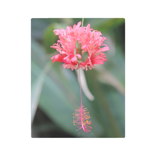 Hawaii Flower Metal Print (Front)