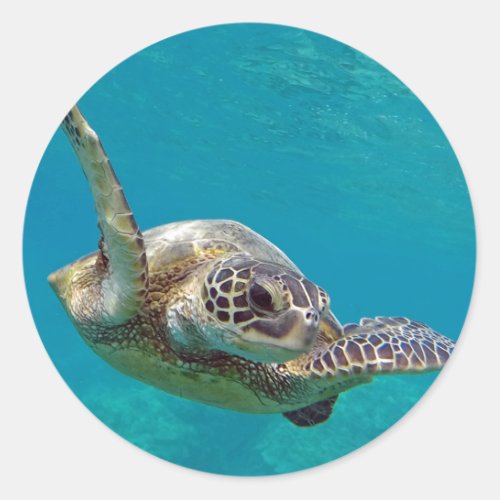 Hawaii Green Sea Turtle _ Honu Classic Round Sticker