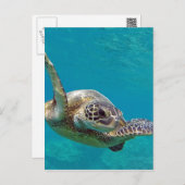 Hawaii Green Sea Turtle - Honu Postcard (Front/Back)