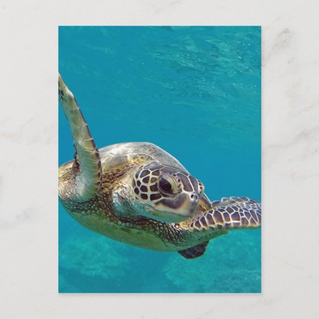 Hawaii Green Sea Turtle - Honu Postcard (Front)