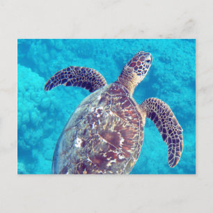 Hawaii Green Sea Turtle Postcard