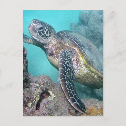 Hawaii Green Sea Turtle Postcard