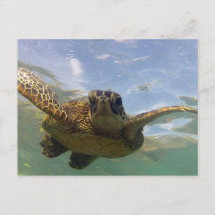 Hawaii Green Sea Turtle Postcard