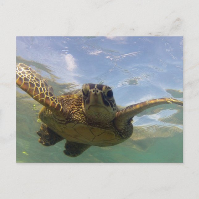 Hawaii Green Sea Turtle Postcard (Front)