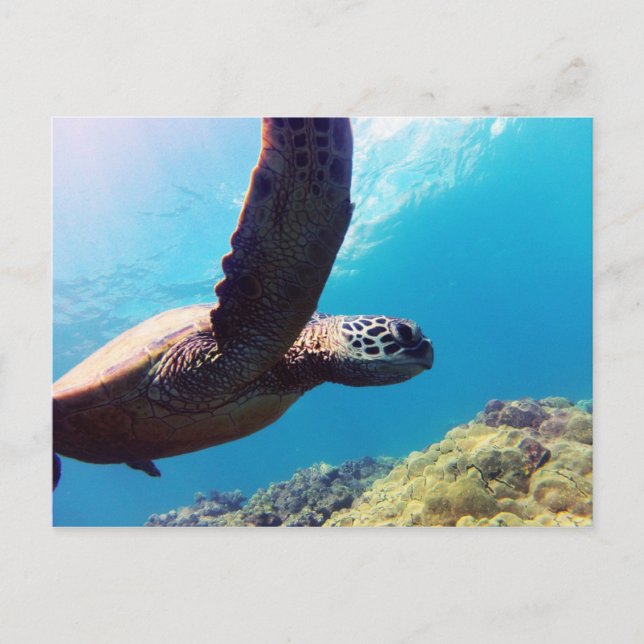 Hawaii Green Sea Turtle Postcard (Front)