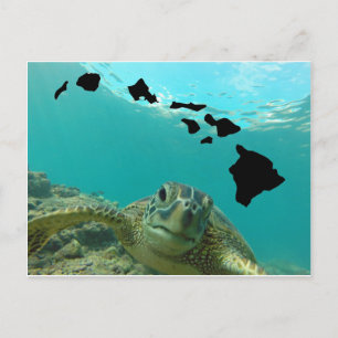 Hawaii Green Sea Turtle Postcard