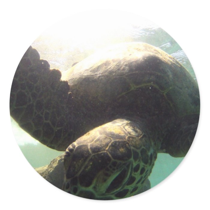 Hawaii Green Sea Turtle Sticker