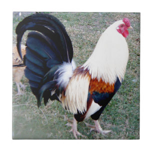 Hawaii Hanauma Bay Rooster Ceramic Tile