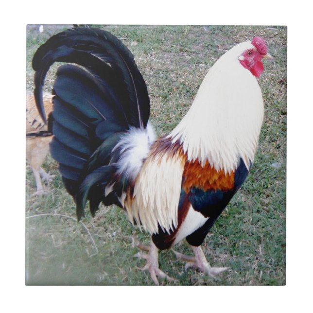 Hawaii Hanauma Bay Rooster Ceramic Tile (Front)
