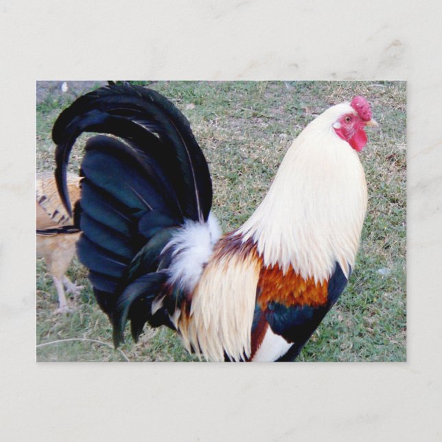 Hawaii Hanauma Bay Rooster Postcard (Front)