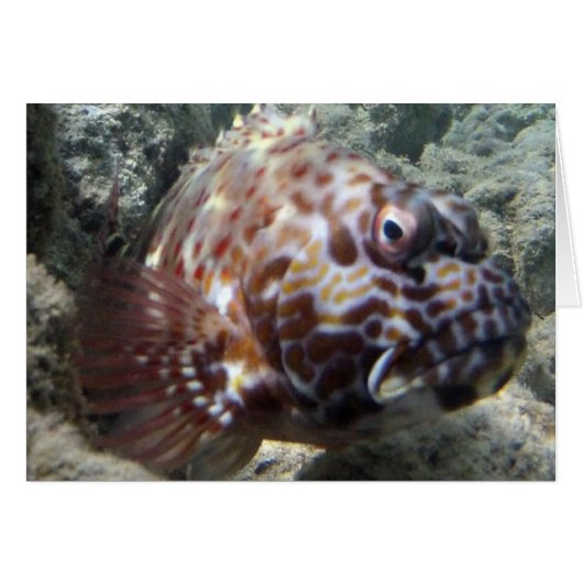 Hawaii Hawk Fish Cards (Front Horizontal)
