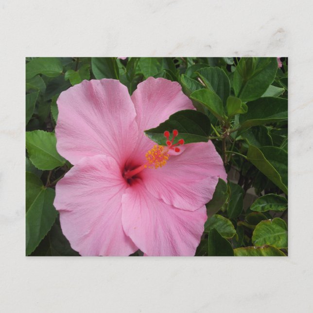 Hawaii Hibiscus Flower Postcard (Front)