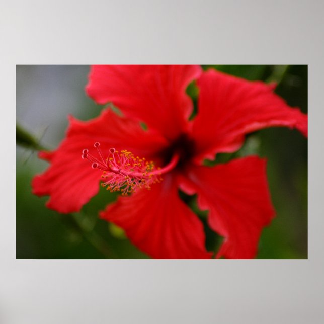 Hawaii Hibiscus Poster (Front)