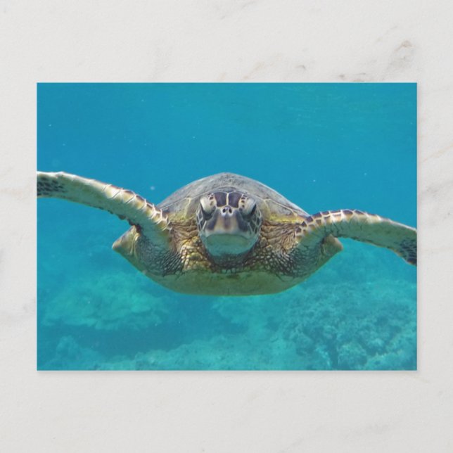 Hawaii Honu Postcard (Front)