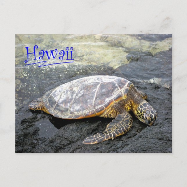 Hawaii - Honu Postcard (Front)