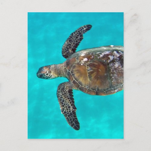 Hawaii Honu Turtle Postcard
