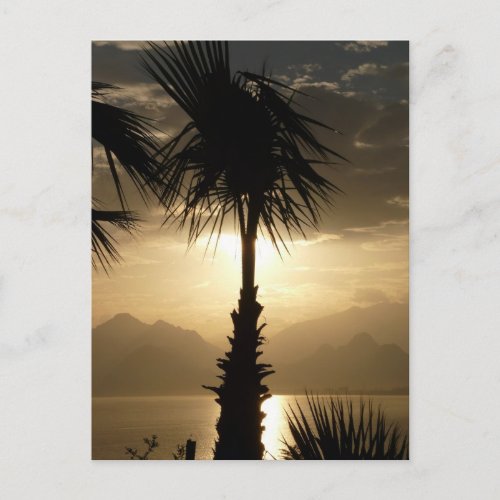 Hawaii Island Travel Beach Sunset Palm Trees Postcard