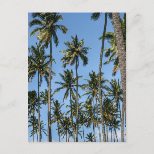 Hawaii Island Travel Exotic Beach Palm Trees Postcard