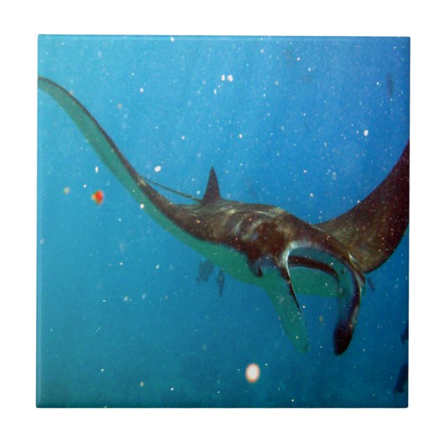 Hawaii Manta Ray Ceramic Tile (Front)