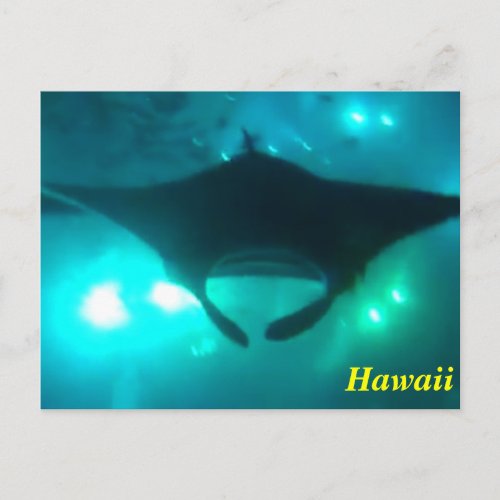 Hawaii Manta Ray Postcard