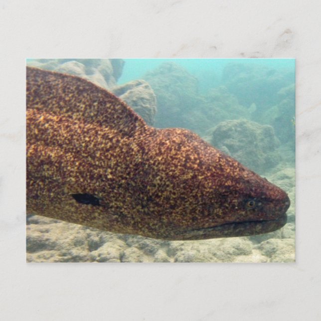 Hawaii Moray Eel Postcard (Front)