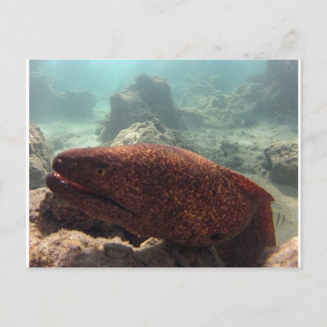 Hawaii Moray Eel Postcard (Front)