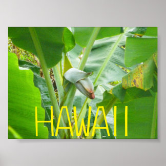 HAWAII NATURE POSTER