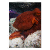 Hawaii Octopus (Front)