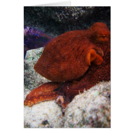 Hawaii Octopus Cards (Front)