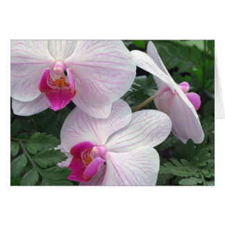 Hawaii-orchids Cards