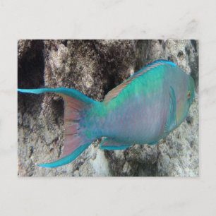 Hawaii Parrot Fish - Uhu Postcard