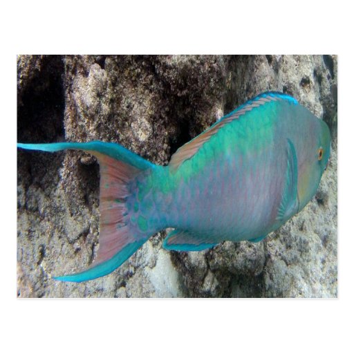 Hawaii Parrot Fish - Uhu Postcard | Zazzle