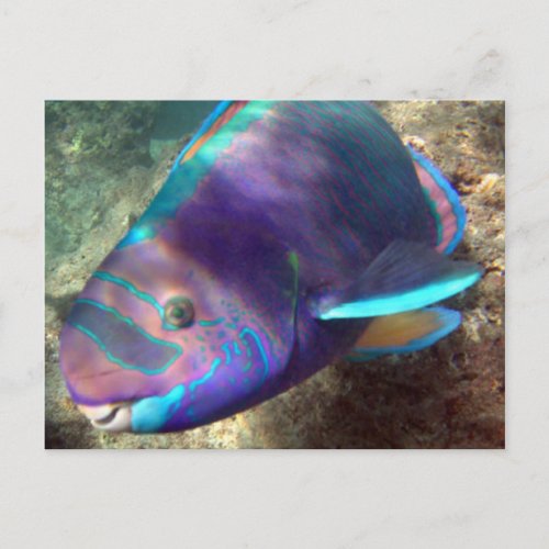 Hawaii Parrot Fish _ Uhu Postcard