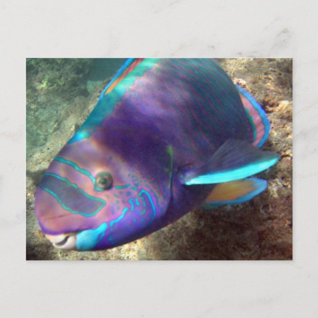 Hawaii Parrot Fish - Uhu Postcard (Front)