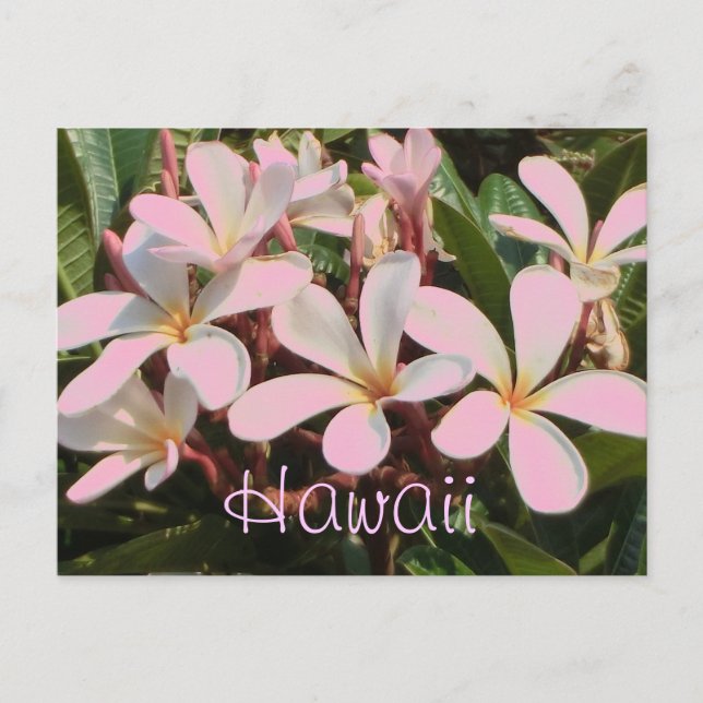 Hawaii pink plumeria flower postcard (Front)